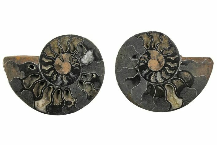 Cut/Polished Ammonite Fossil - Unusual Black Color #132624